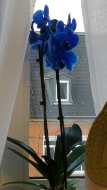 Apartment Am Kaiserplatz Duren Екстер'єр фото